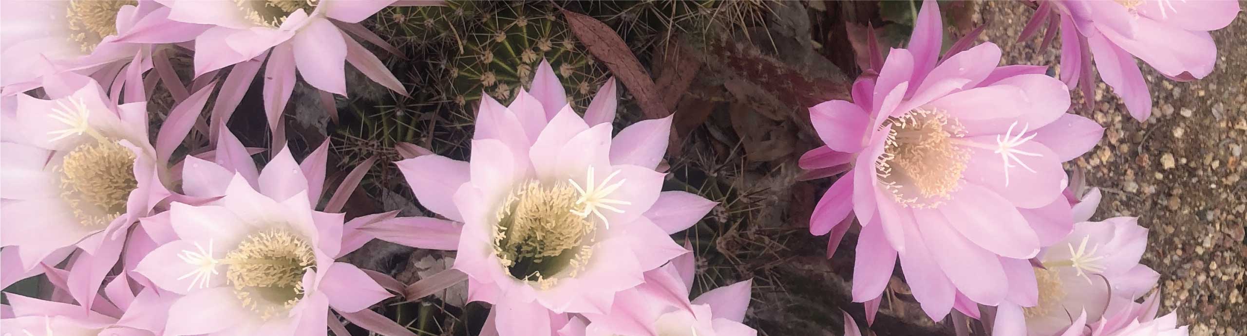 Pink Flower