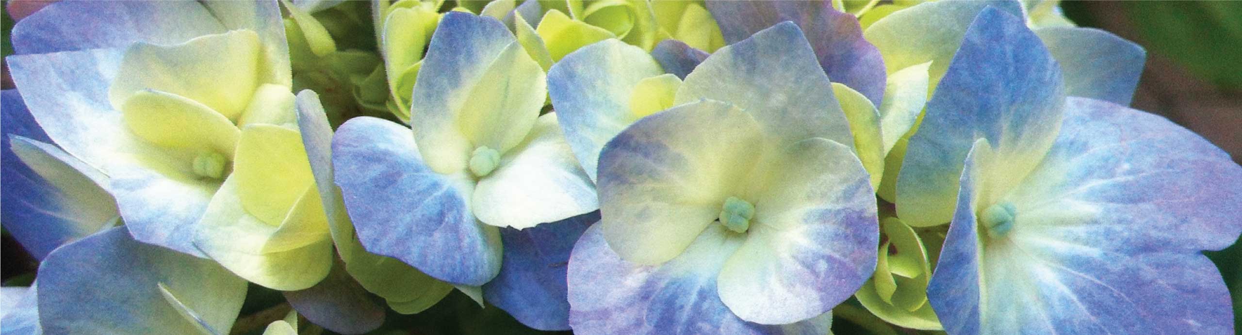 Blue Flowers