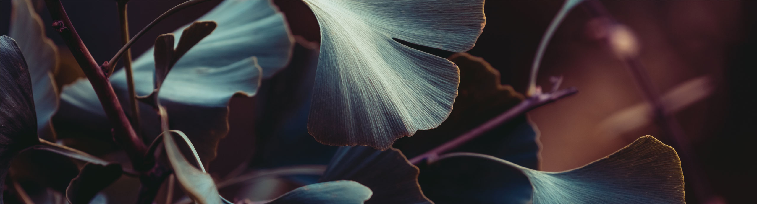 Ginkgo Biloba feature image